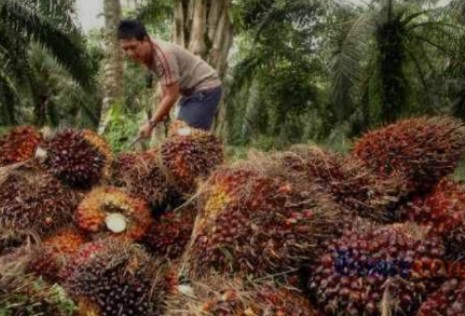 Tahun Ini Riau Sudah Ekspor 6,95 Juta Ton Minyak Sawit