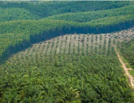 Tak Miliki HGU, 128 Perusahaan Kuasai 746 Ribu Hektare Perkebunan Sawit di Riau, Kok Bisa