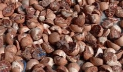 Minggu Ini Harga Pinang Kering di Riau Turun, Jadi Rp9.156 per Kg