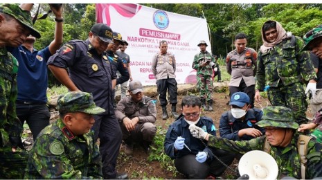 BNN Musnahkan Lahan Ganja Siap Panen di Aceh Sebanyak 7 Ton
