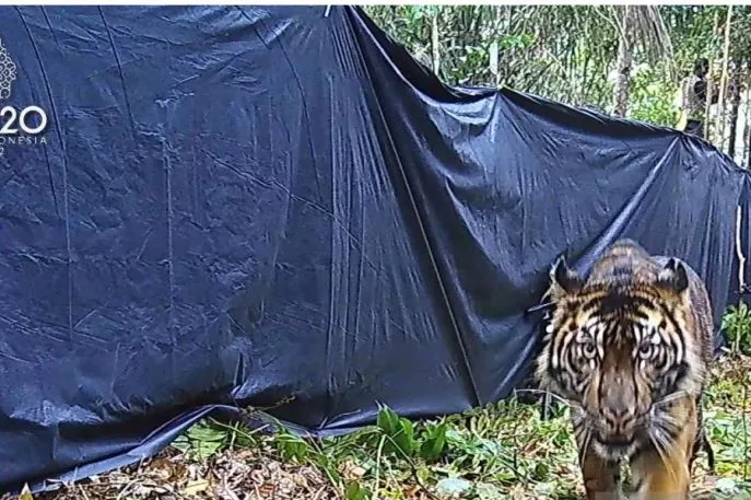 Wah, Pekerja Kebun di Pelalawan Terluka Karena Diserang Harimau