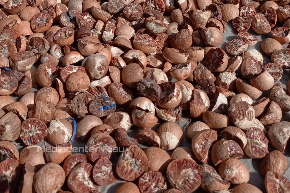 Minggu Ini Harga Pinang Kering di Riau Rp12.800 per Kg