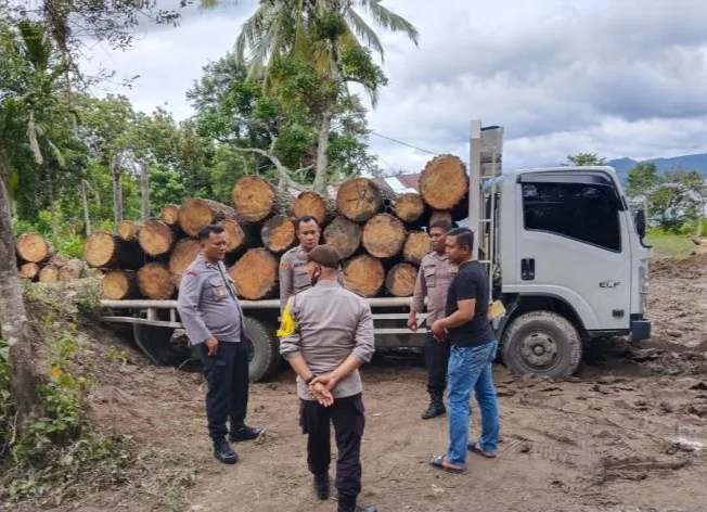 Penebangan Pinus ilegal di Samosir diadukan ke Polisi