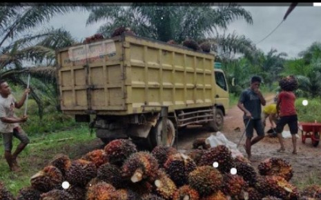 Kecipratan Rp16,8 DBH Sawit, Pembangunan Infrastruktur Jadi Prioritas