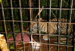 Anak Harimau yang Masuk Perangkap Kembali ke Habitatnya