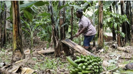 Startup Uganda Ubah Limbah Pisang Jadi Produk Bernilai Tinggi