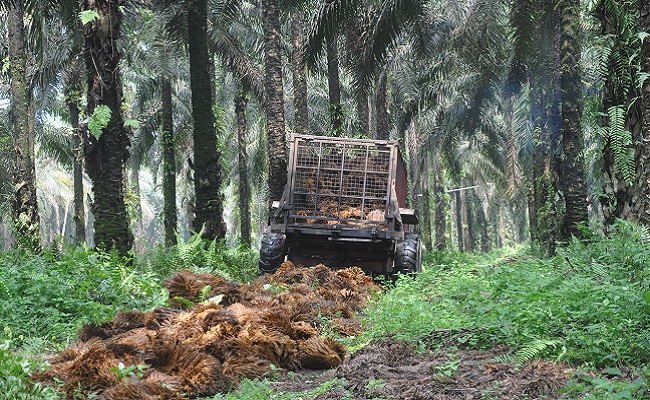 Cara Memanfaatkan Janjang Kosong Sawit Sebagai Pengganti Pupuk Kimia