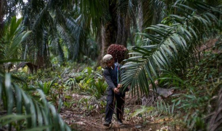 Ini Sederet Program BPDPKS yang Bisa Diambil Petani Sawit Riau