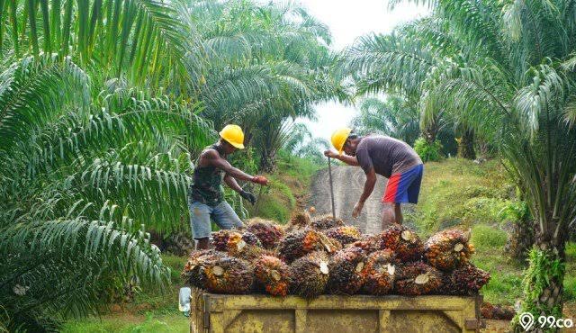 Laba Bersih PTPN V Semester Pertama 2022 Tembus Rp781 Miliar