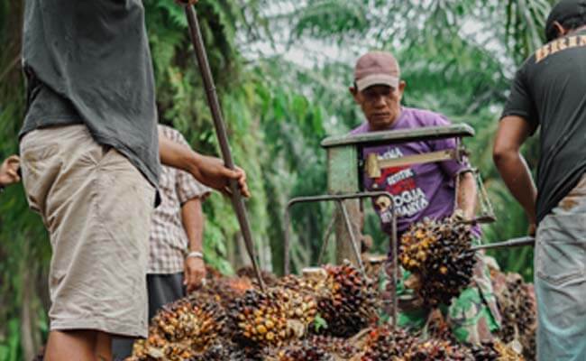 Harga TBS Sawit Riau Periode 26 Okt-01 November 2022 Naik Rp 150,72/Kg