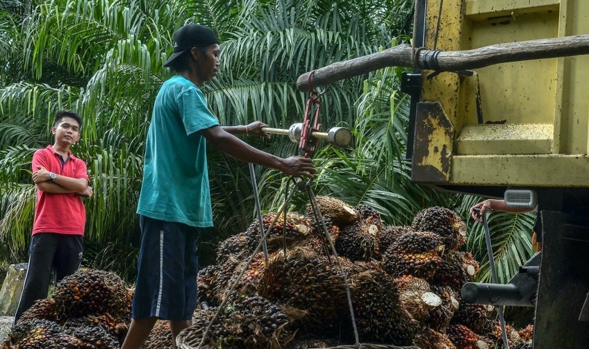 Ram di Rohul Turunkan Harga Sawit Rp1.330 per Kilogram