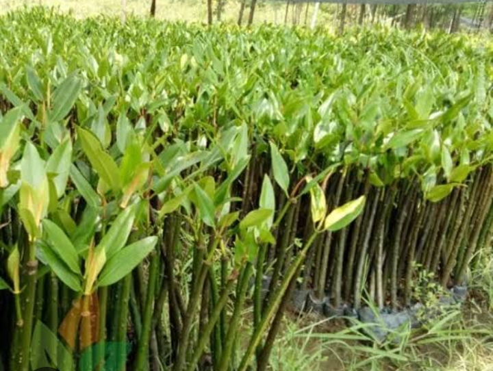 PWI Siak Bersama Masyarakat Kampung Penyengat Gelar Penanaman 10 Ribu Mangrove untuk Lindungi Pesisir