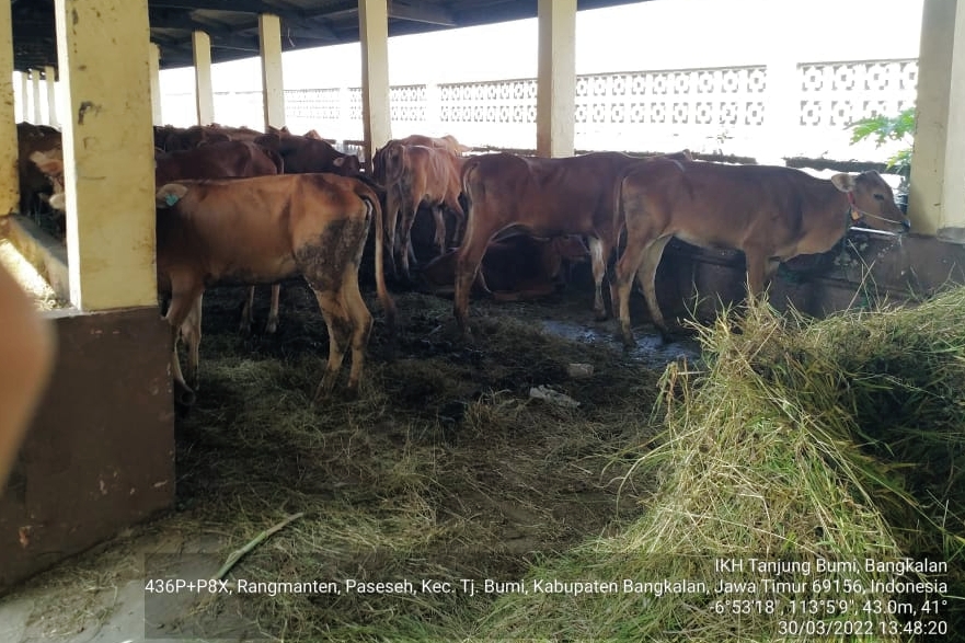Sapi Bantuan Pemprov Riau ditahan Karantina Bangkalan, 5 Ekor Mati