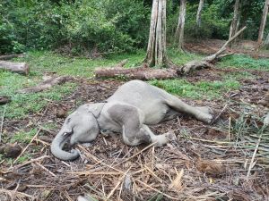 Damar, Anak Gajah Itu Ditemukan Mati di TWA Buluh Cina Kampar