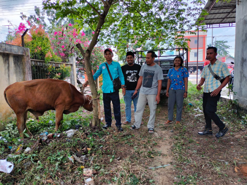 Idul Adha 1444 H, JMSI Inhu Kurban Satu Sapi Dua Kambing