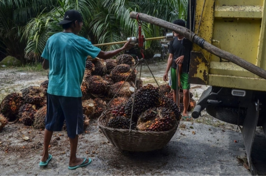 Aduh, Harga Sawit Sumbar Anjlok Lagi