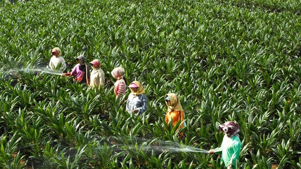 48 Ribu Bibit Sawit Unggul Ludes Dibeli Petani di Riau Hanya Dalam Dua Bulan