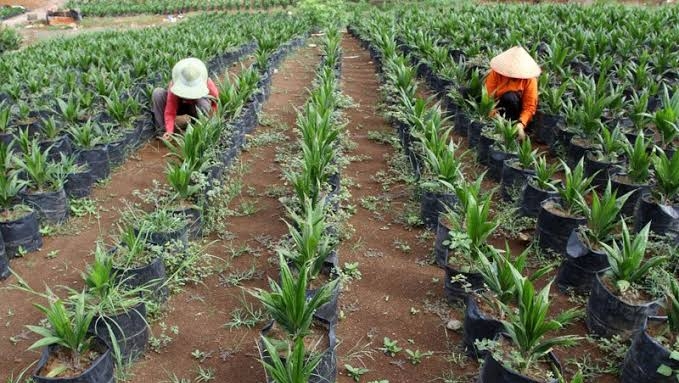 Anggota DPR RI Dapil Riau Usulkan Dibentuk Pansus Untuk PSR