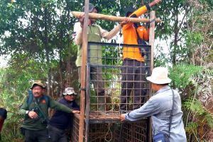 Mitigasi Harimau Sumatera di Siak, BBKSDA Siapkan Seekor Kambing