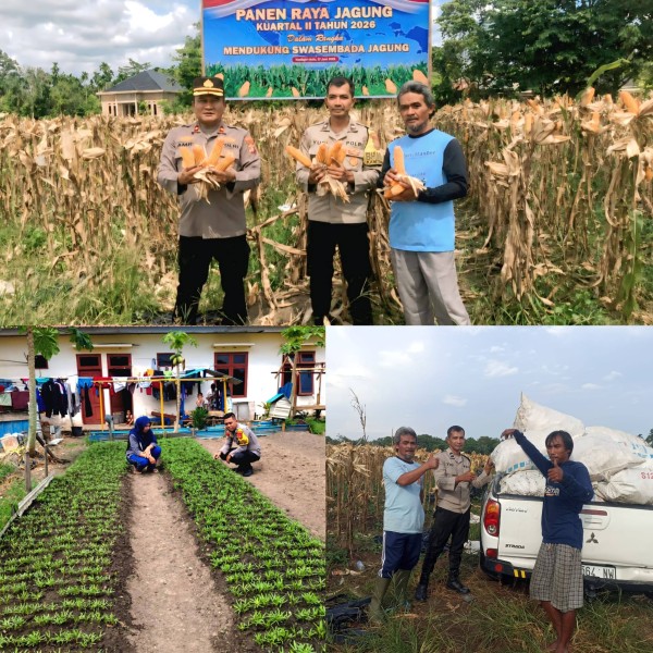 Polsek Rengat Barat Buktikan Komitmen Dukung Ketahanan Pangan, Panen Jagung Capai 7 Ton