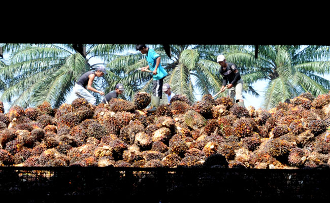 Apkasido : Pemerintah Lindungi Strategi dan Kebijakan Harga TBS Sawit Petani