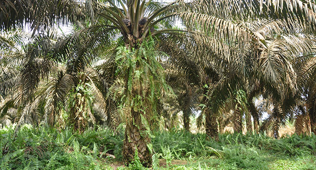 Mencegah Resistensi Gulma di Kebun Sawit