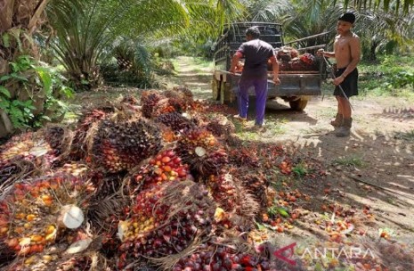 Harga TBS Sawit Mitra Swadaya Usia 3 Tahun Kalahkan Plasma di Riau
