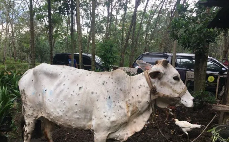 Sebanyak 28 Ekor Sapi di Riau Positif Terserang Penyakit Kuku dan Mulut