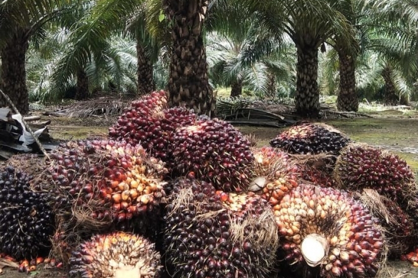 Harga Sawit Masih Melorot, Petani Berharap Ada Sanksi