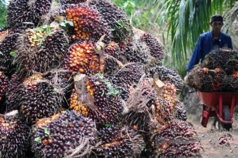 Alasan Harga Sawit Riau Turun Rp27,01/Kg