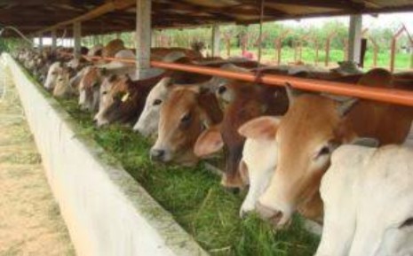 Butuh 1 Miliar Ekor Ayam Ras dan 2,5 Juta Ekor Sapi