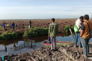 Tim BKSDA Pasang Perangkap Buaya di Kanal RAPP