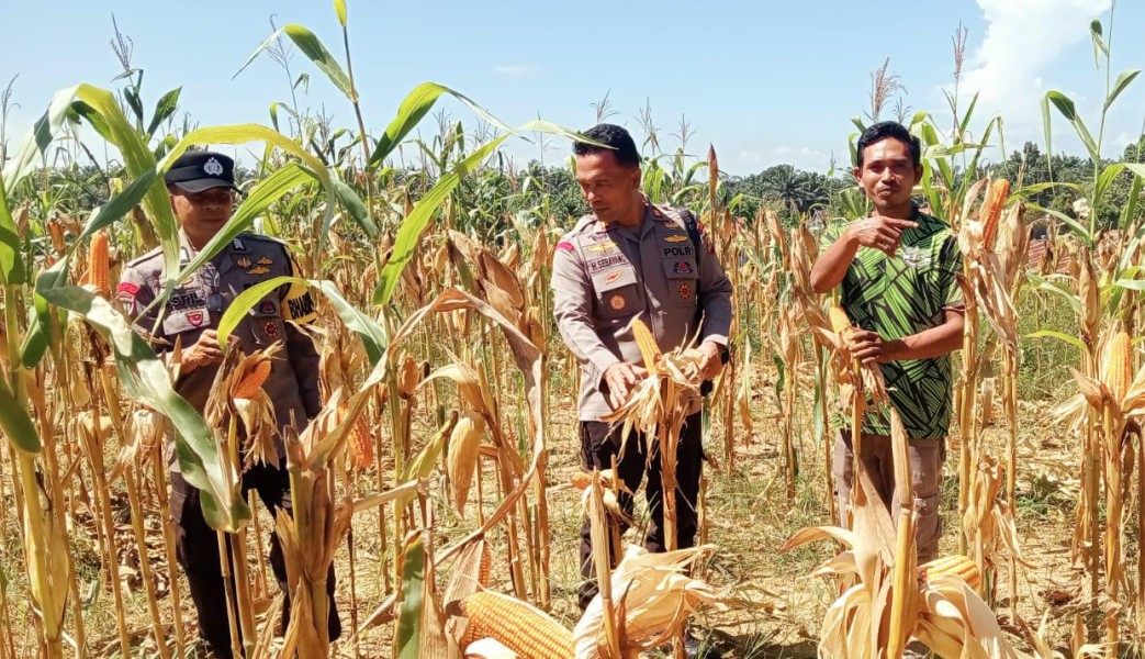 Polsek Batang Cenaku Perkuat Ketahanan Pangan Desa Lewat Budidaya Jagung Pipil