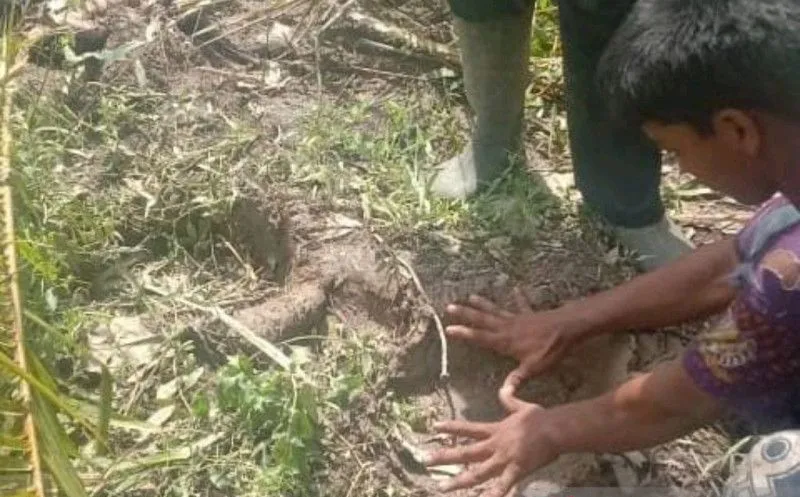 Dua Gajah Liar Rusak Kebun Warga di Inhu