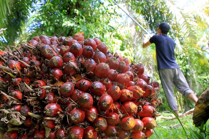 Asik! Harga Sawit Riau Naik Lagi