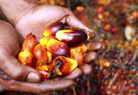 Berikut Harga Kelapa Sawit Mitra Swadaya di Riau Periode 31 Januari - 6 Februari 2024