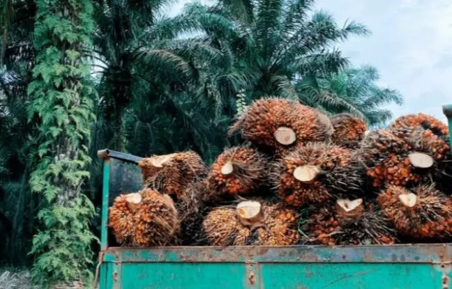 Sampai Kapan Harga CPO Akan Terus Berada di Level Tinggi?