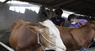 Harga Sapi Turun hingga Rp5 Juta per Ekor Imbas PMK
