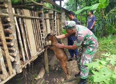 Antisipasi Wabah PMK, Babinsa Koramil 05/Peranap Pantau dan Cek Kesehatan Ternak Kambing Milik Warga