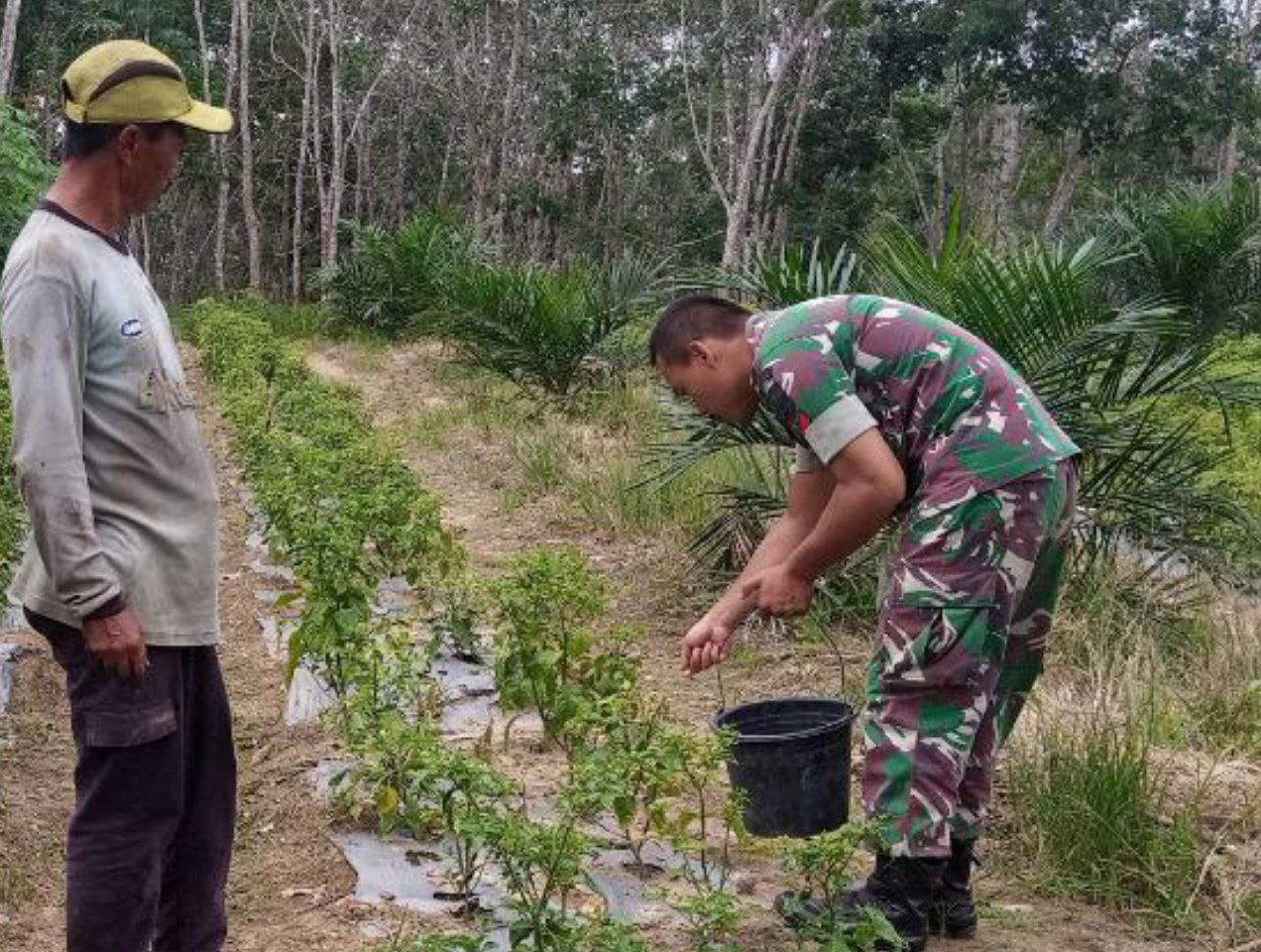 Babinsa Koptu Dian Susandi Bantu Masyarakat Bersihkan Rumput dan Pupuk Cabai