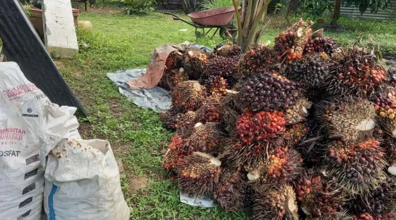 Alhamdulillah, Pabrik Mulai Beli Sawit Petani
