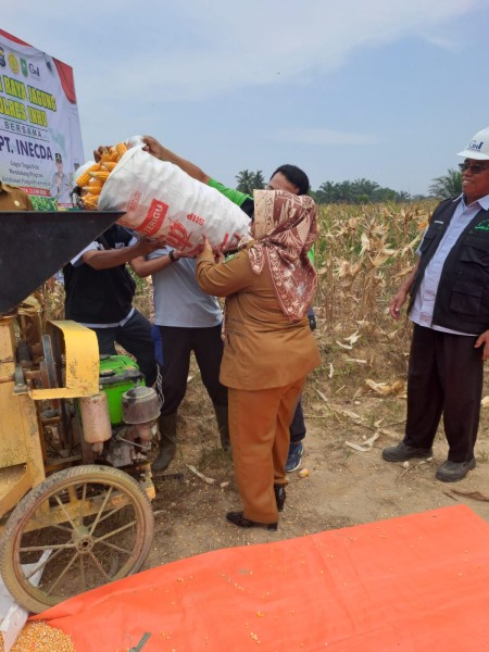 Desa Sibabat Menuju Lumbung Pangan, Panen Perdana Tahap II Digelar Meriah