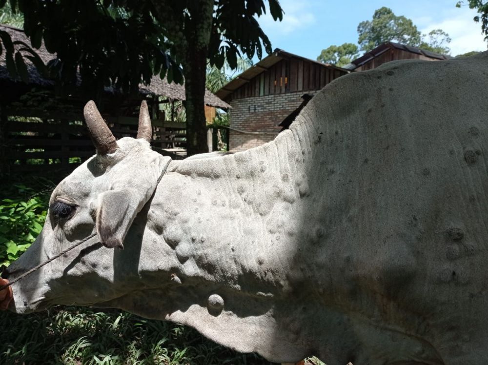 18 Sapi di Inhu Diduga Kena Penyakit Langka, Dirjen PKH Turunkan Tim ke Riau
