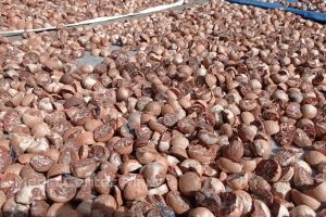 Harga Pinang Kering di Riau Turun Rp700 jadi Rp9.300 per Kg