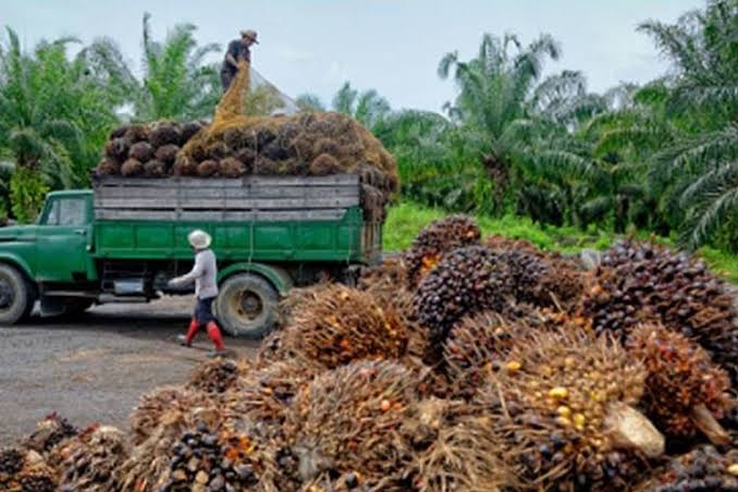 Inovasi Petani Sawit Bikin Mie Sawit