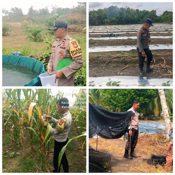 Ribuan Cabai hingga Jagung Tumbuh Optimal, Polsek Rengat Barat Perketat Monitoring