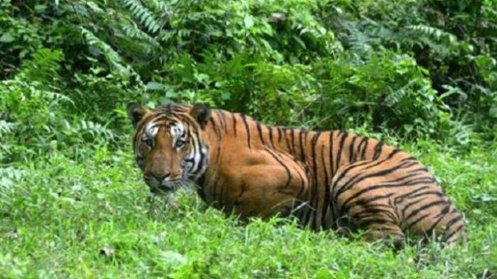 Pekerja Wanita di Pelalawan Tewas diterkam Harimau