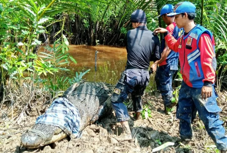 Warga Inhil diterkam Buaya Saat Cuci Kepiting di Sungai