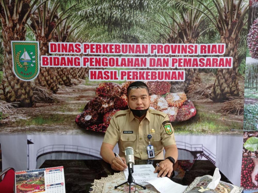 Harga TBS Kelapa Sawit Riau Naik, Ini Daftar Lengkapnya