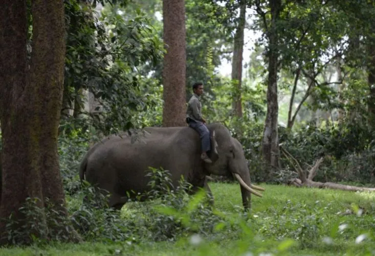 Kerusakan Hutan Picu Konflik Manusia dan Satwa